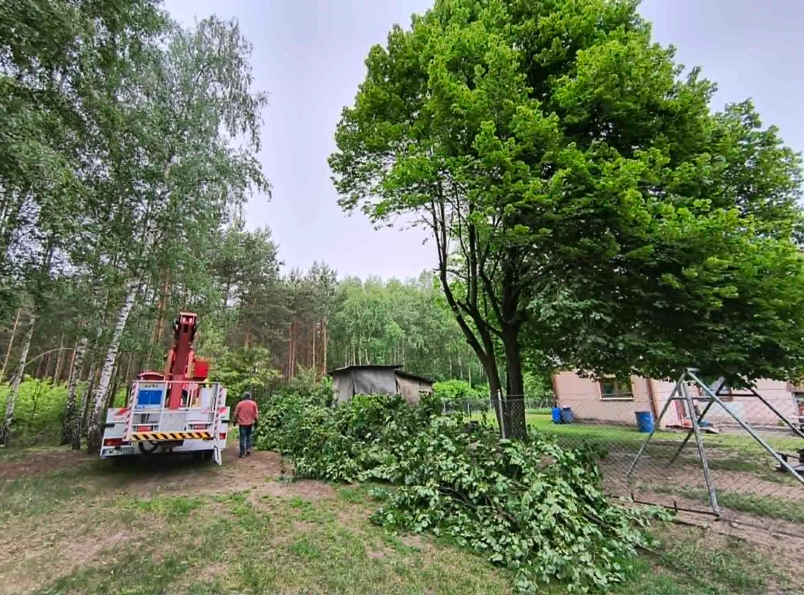 Wycinka drzew z kosza podnośnika koszowego